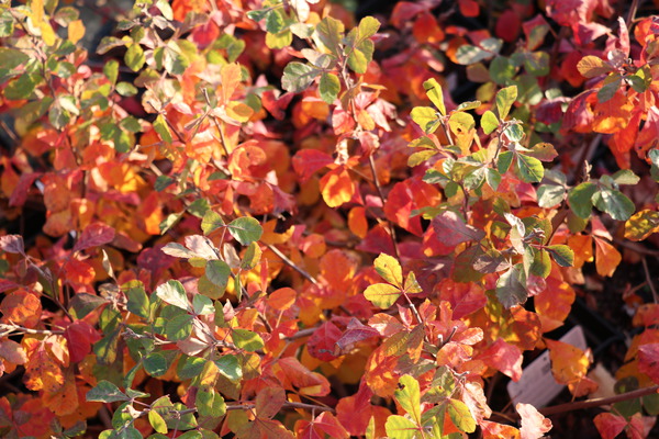 Rhus aromatica Duftender Essigbaum Gro-Low im Herbst