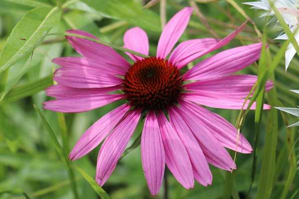 Echinacea pallida Lubera