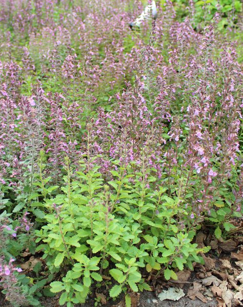 Edelgamander Teucrium x lucidrys