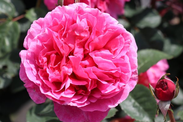 Edelrose, ADR-Rose Elbflorenz
