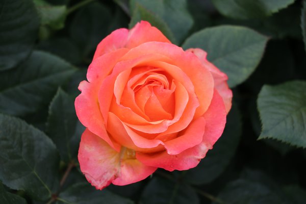 Edelrose 'La Palma'