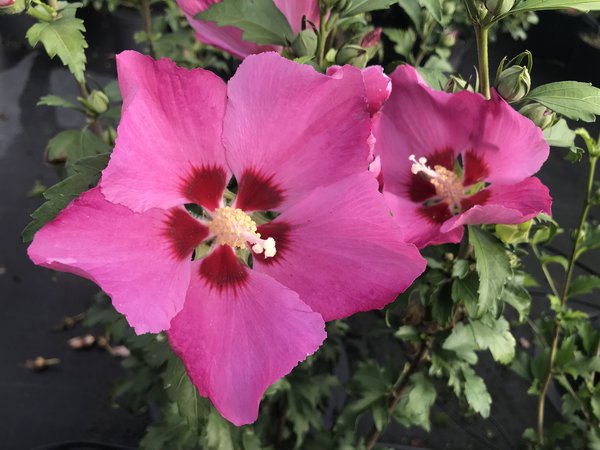 Hibiskus, Eibisch 'Woodbridge' (Hibiscus syriacus 'Woodbridge')