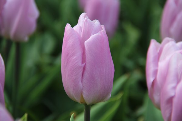 Tulipa Candy Prince