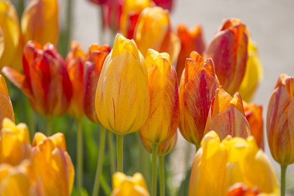 Einfache spte Tulpe 'Rhapsody of Smile', Tulipa 'Rhapsody of Smile'