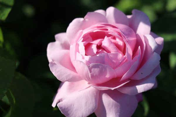 Englische Rose, Englische Beetrose Mary Rose 