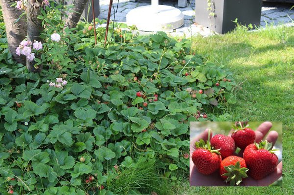 Erdbeersorten Erdbeere Parfum Schweizerland mit Früchten Lubera