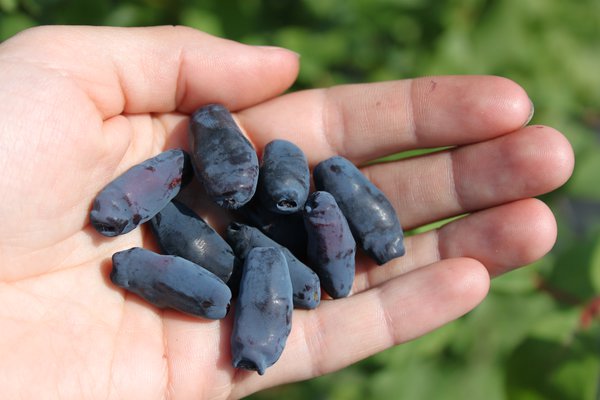 Erstbeere Aurora, Lonicera caerulea Aurora