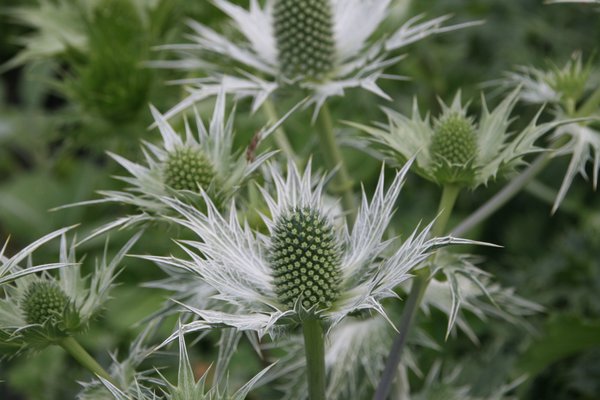 Elfenbein-Distel 'Silver Ghost' 