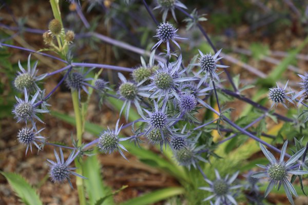 Eryngium planum Blaukappe Lubera