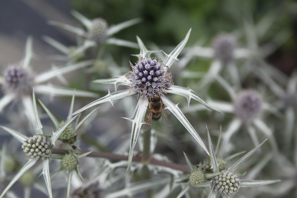 Eryngium variifolium, stauden teilen