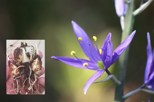 Permakultur, Pflanzbeet Essbares unter dem lweidendach, Essbare Prrielilie Camassia quamash Indianerkartoffel, Lubera