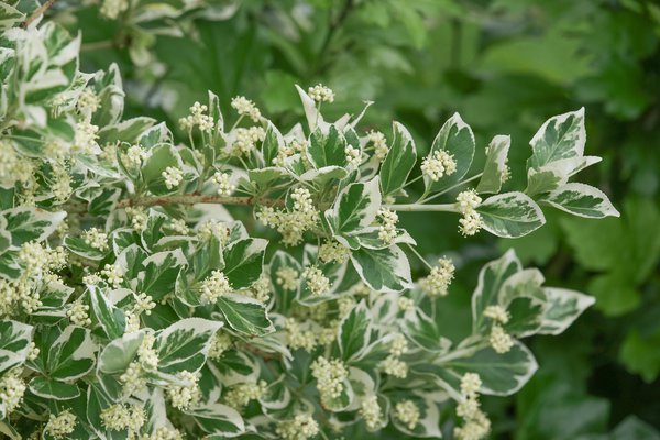 Japanischer Spindelstrauch 'Grey Beauty'