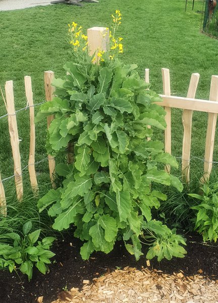 Waldgarten, Baumkohl Daubentons Green ausgepflanzt im Garten mit den ersten Blättern, Ewiger Kohl, Lubera