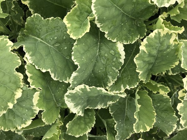 Ewiger Kohl 'Daubenton's Variegata' Brassica oleracea var. ramosa 'Variegata', Baumkohl