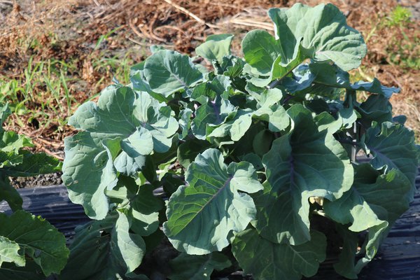 Ewiger Kohl 'Taunton Deane' Brassica oleracea var. ramosa 'Taunton Deane', Baumkohl