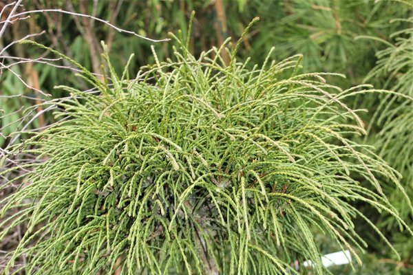 Thuja plicata Whipcord (Faden-Lebensbaum)