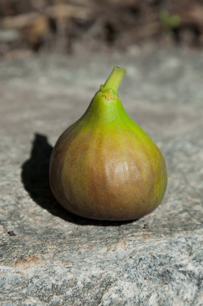 Feigenstmmchen Feigenbaum Bornholm Dnemark