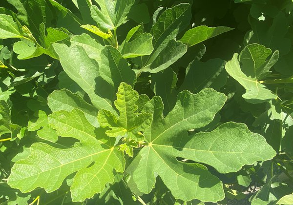 Feigenbaum Desert King, Ficus carica