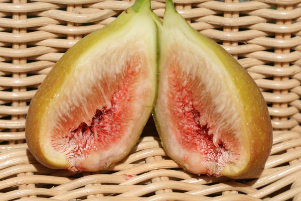 Feigenbaum Gustis® Goutte d'Or, offene Frucht, Ficus carica Feigenbaum Gustis® Goutte d'Or, offene Frucht, Ficus carica