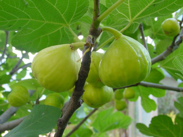Feigenbaum Gustis Ariane, Ficus carica