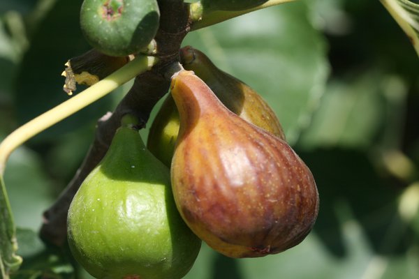 Feigenbaum Gustis Battistini 3, Ficus carica