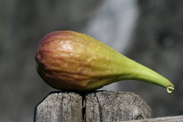 Feigenbaum Gustis Longue d'Aout, Ficus carica