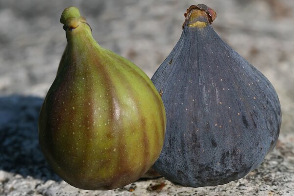 Feigenbaum Rosso Striato (Kombi)