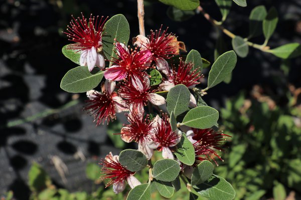 Feijoa (Acca sellowiana) Brasilianische Guave