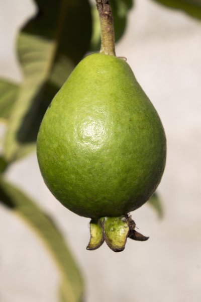 Feijoa (Acca sellowiana) Brasilianische Guave