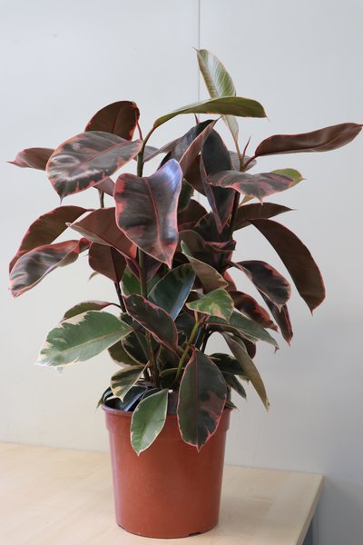 Ficus elastica Belize, Gummibaum