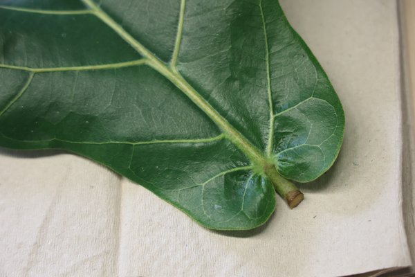 Ficus schneiden, Ficus lyrata, abgeschnittenes Blatt