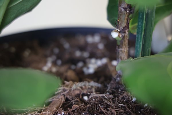 Ficus schneiden, Ficus lyrata, austretender Milchsaft