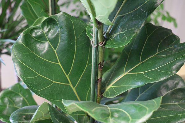 Ficus schneiden, Ficus lyrata