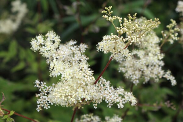 Echtes Mdesss, Filipendula ulmaria, Stauden