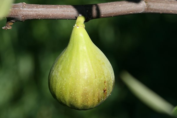 Fruchtfeige Conadria Lubera Frucht Fruchtfeige Conadria Lubera Frucht