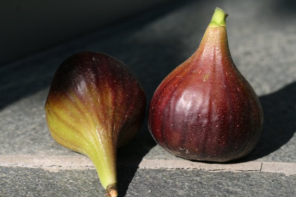 Feigenstrauch Fruchfeige Grise Olivette Lubera Herbstfeige