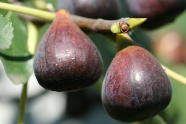 Fruchfeige Grise Olivette Lubera Herbstfeige