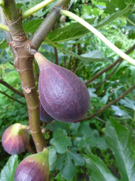 Fruchtfeige Negronne Herbstfeige Lubera