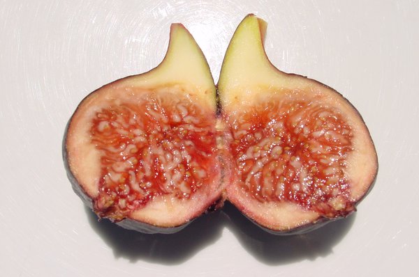 Fruchtfeige Negronne Lubera