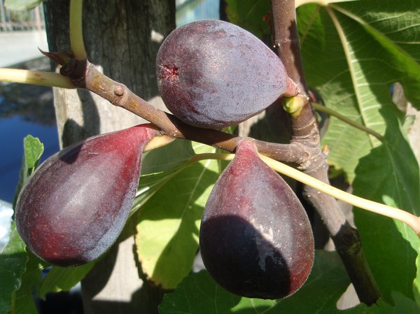 Fruchtfeige Noire de Caromb Lubera