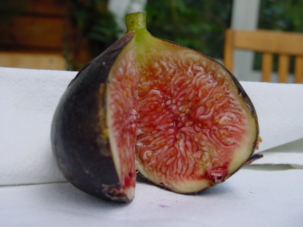 Fruchtfeige Ronde de Bordeaux Lubera