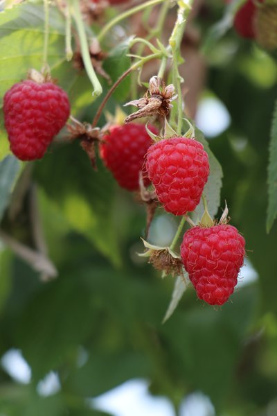 Sommerhimbeere Summer Chef®