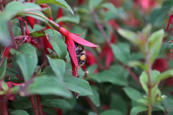 Winterharte Fuchsien, Lubera