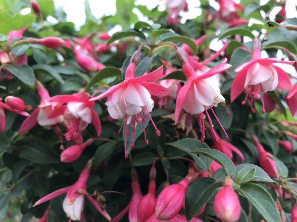 Fuchsie Fuchsia magellanica Lady Thumb