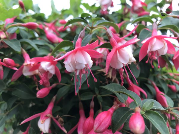 Fuchsie Fuchsia magellanica Lady Thumb