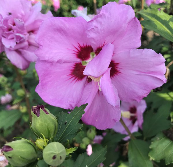 Hibiskus, Eibisch 'Ardens' (Hibiscus syriacus 'Ardens')