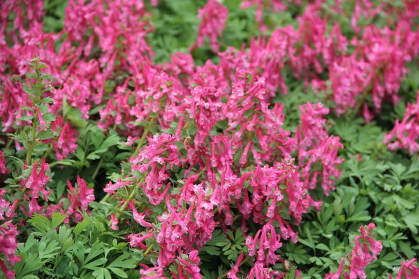 Corydalis solida 'Beth Evans'