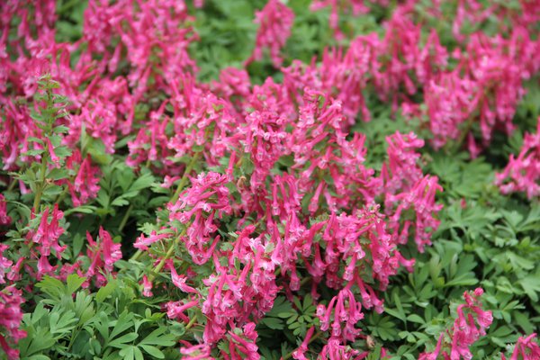 Corydalis solida 'Beth Evans'