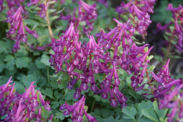 Corydalis solida 'Purple Bird'