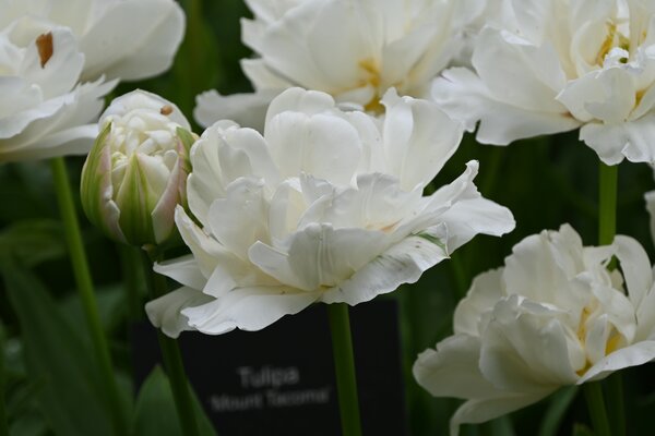 gefllte Tulpe 'Mount Tacoma'
